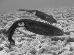 Squid in Bonaire by Kelly N. Saunders 
